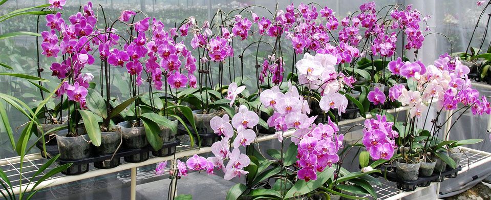 Orchid Appreciation Tour of Peru