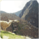 Superior Adventure Peru Tour including the Royal Inca Trail to Machu Picchu