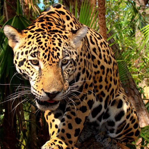 Jaguar - Amazon - Luxury Peru Tour 6