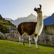 2025 Peru Wildlife & Galapagos tour